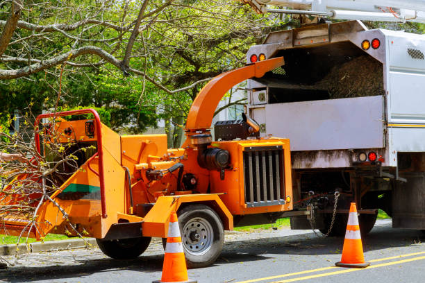 Seasonal Cleanup (Spring/Fall) in Highwood, IL